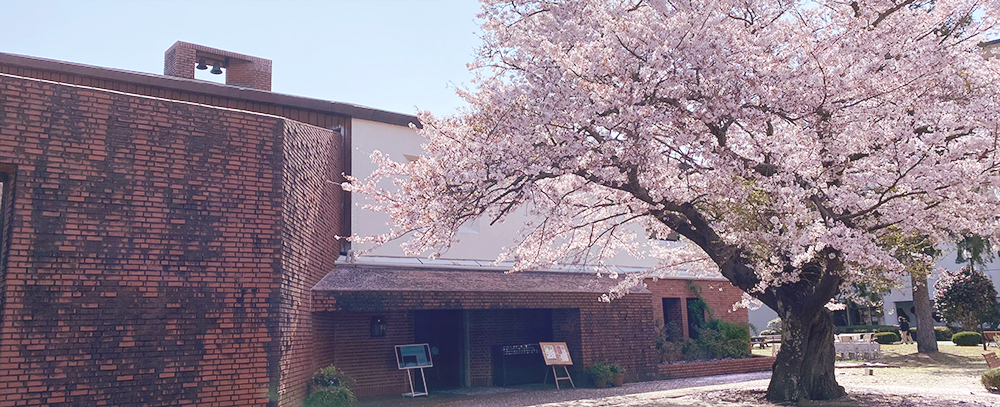 初任者を歓迎するキアラ館入口の桜