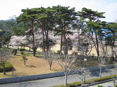 学内の桜