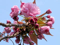 八重桜