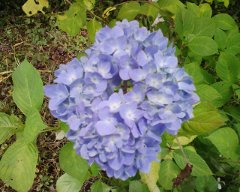 キアラ館裏の紫陽花