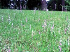 キアラ館脇小径のラベンダーっぽい花