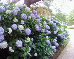 見頃の紫陽花