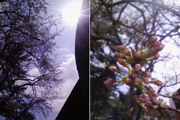 咲き出した学内の桜