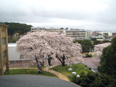 がんばる桜