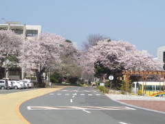 学内の桜