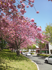 八重桜