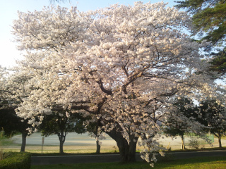 学内の桜