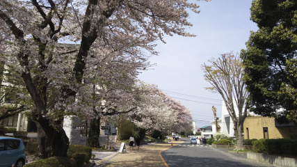 桜