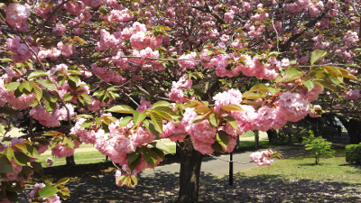 満開の八重桜