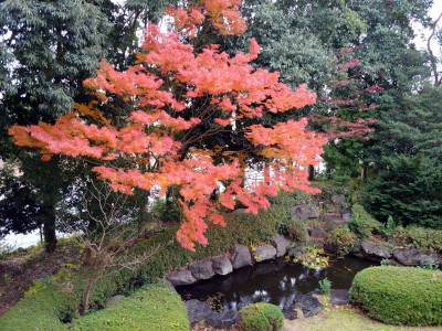 ほとんど唯一の学内の紅葉