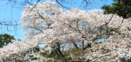 桜