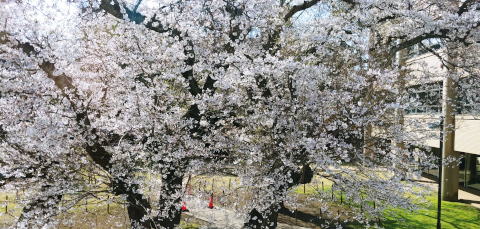 5204教室から見える桜