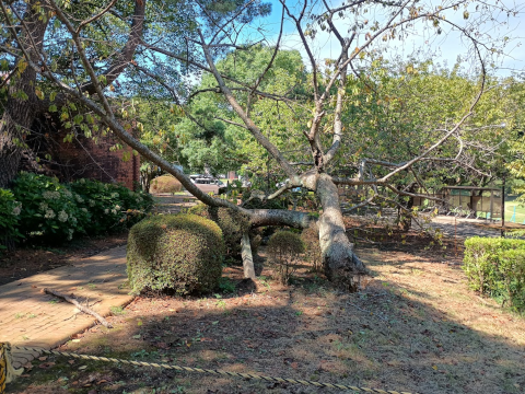 竜巻なのか強風なのかでへし折られた桜
